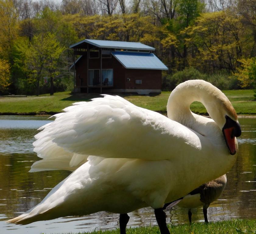 ホテルSerenity Springs - Michigan City Springfield エクステリア 写真